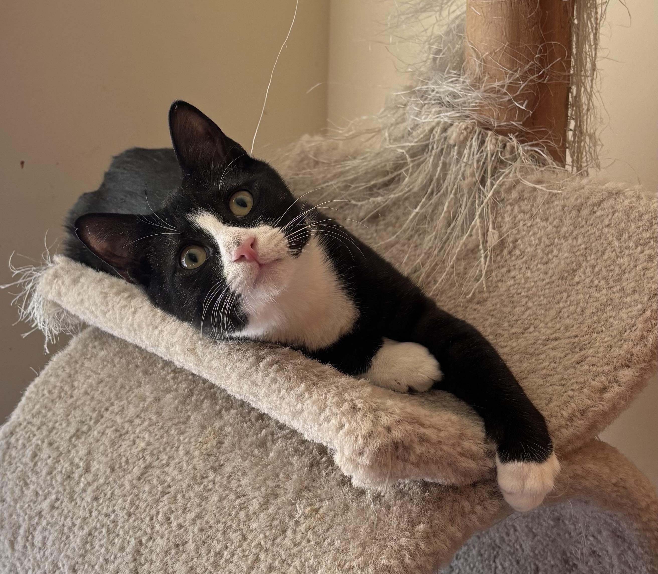 Frosty , adopted, Young Male Domestic Short Hair.