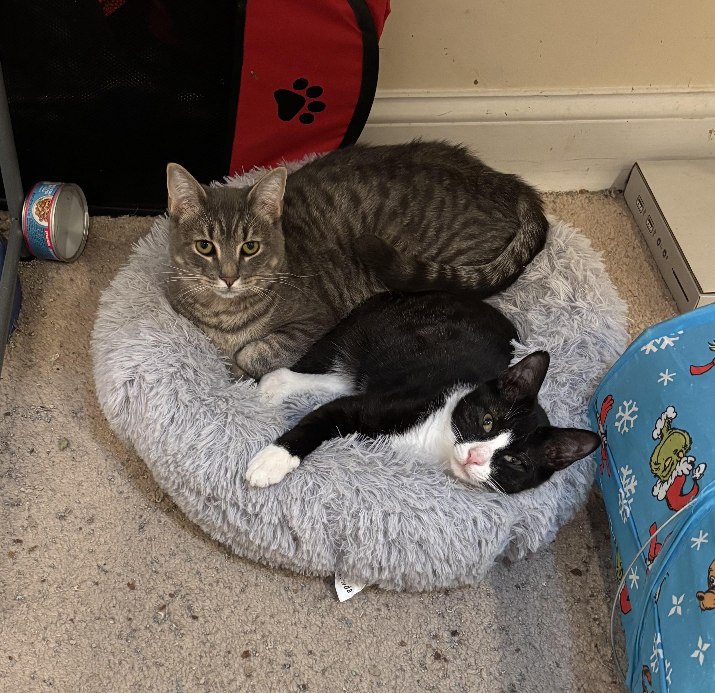 Enlarge Frosty , an adopted Domestic Short Hair in Bensalem, PA image 6/6