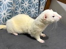 Slinky, Adopted, Adult Male Ferret.