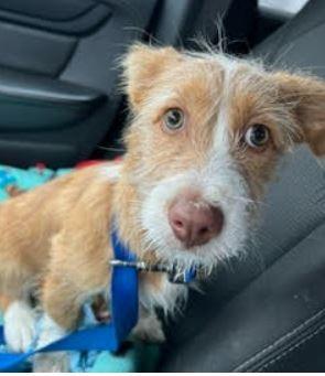 Peanut, Adopted, Young Female Terrier & Corgi.