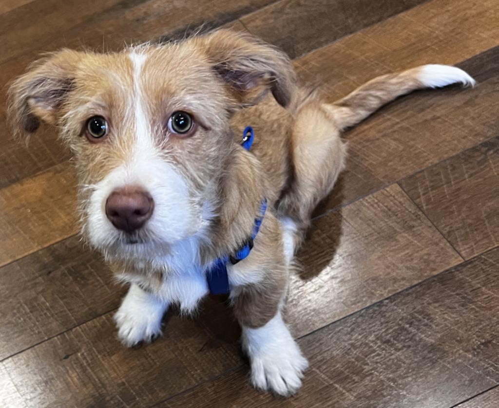 Enlarge Peanut, a Adopted mixed breed in Owatonna, MN image 2/4
