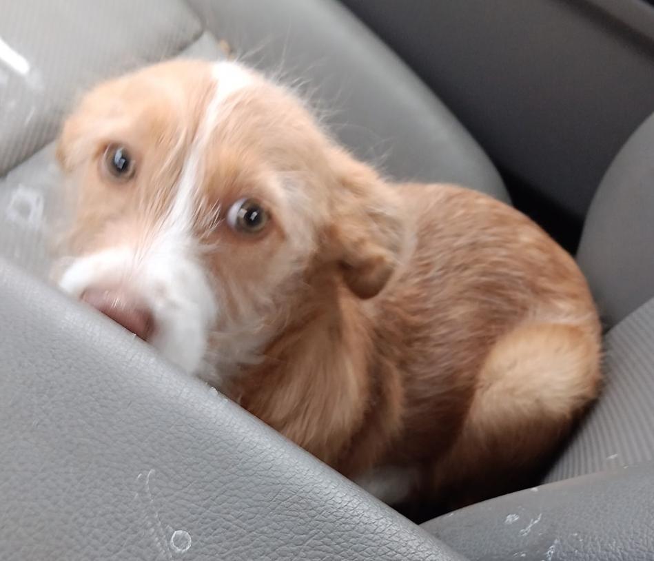 Enlarge Peanut, a Adopted mixed breed in Owatonna, MN image 3/4