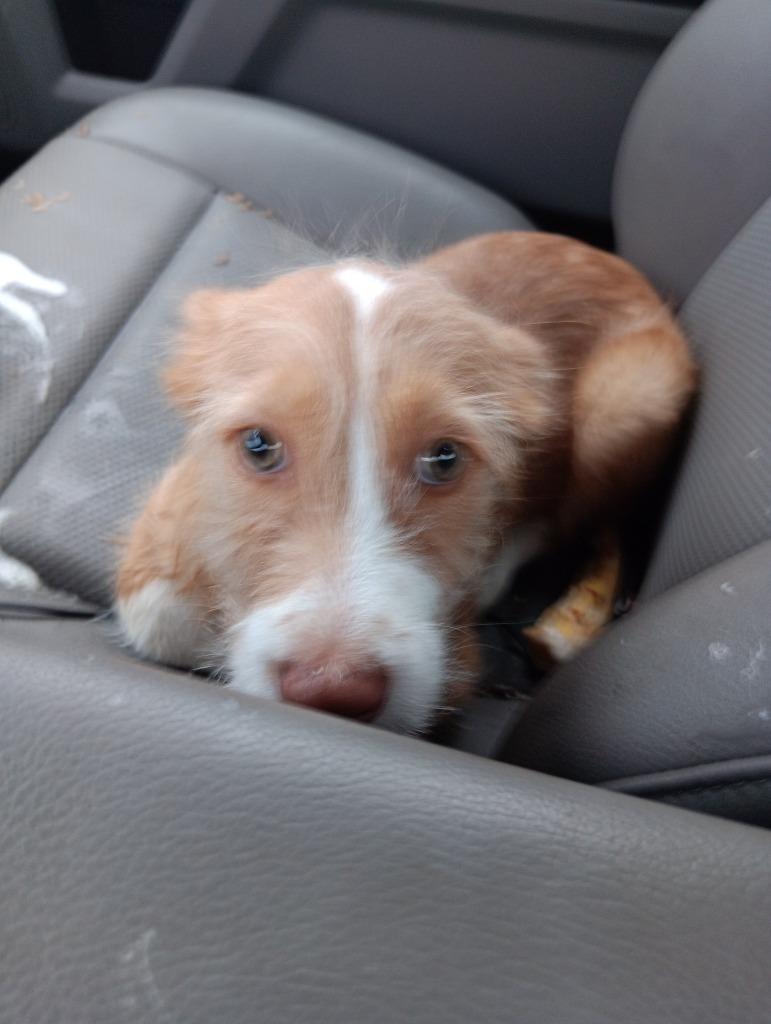 Enlarge Peanut, a Adopted mixed breed in Owatonna, MN image 4/4