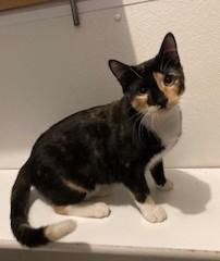 Kandy, an adopted Calico in Lead, SD image 2/5