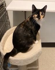 Kandy, an adopted Calico in Lead, SD image 5/5