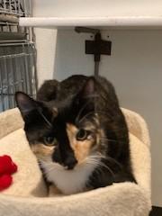 Kandy, an adopted Calico in Lead, SD image 4/5