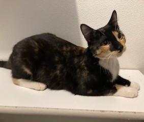 Kandy, an adopted Calico in Lead, SD image 1/5