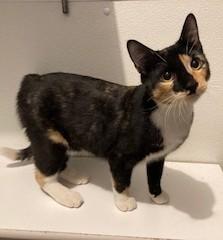 Kandy, an adopted Calico in Lead, SD image 3/5