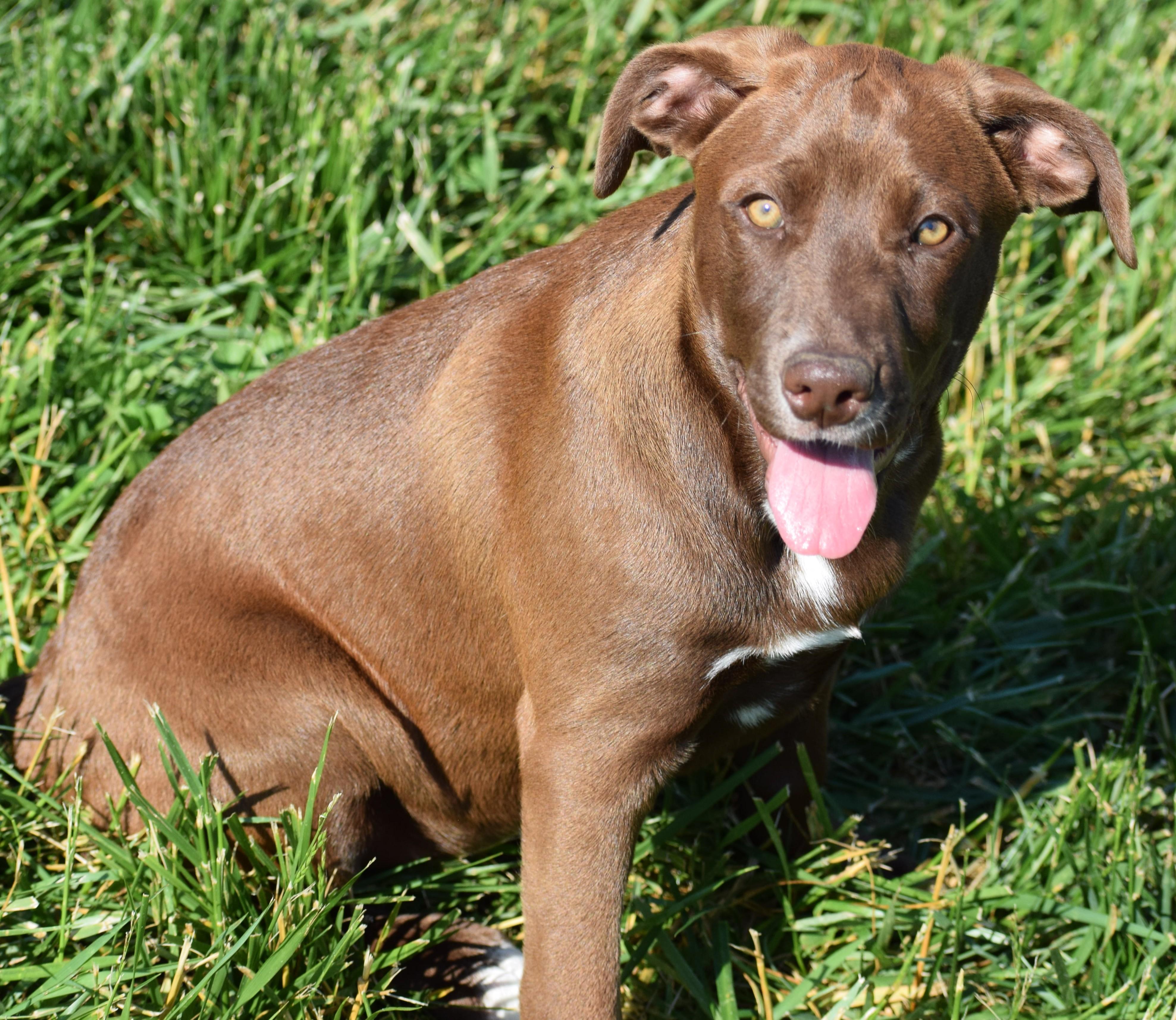 Rae-Pending, adoptable, Puppy Female Labrador Retriever & Hound.
