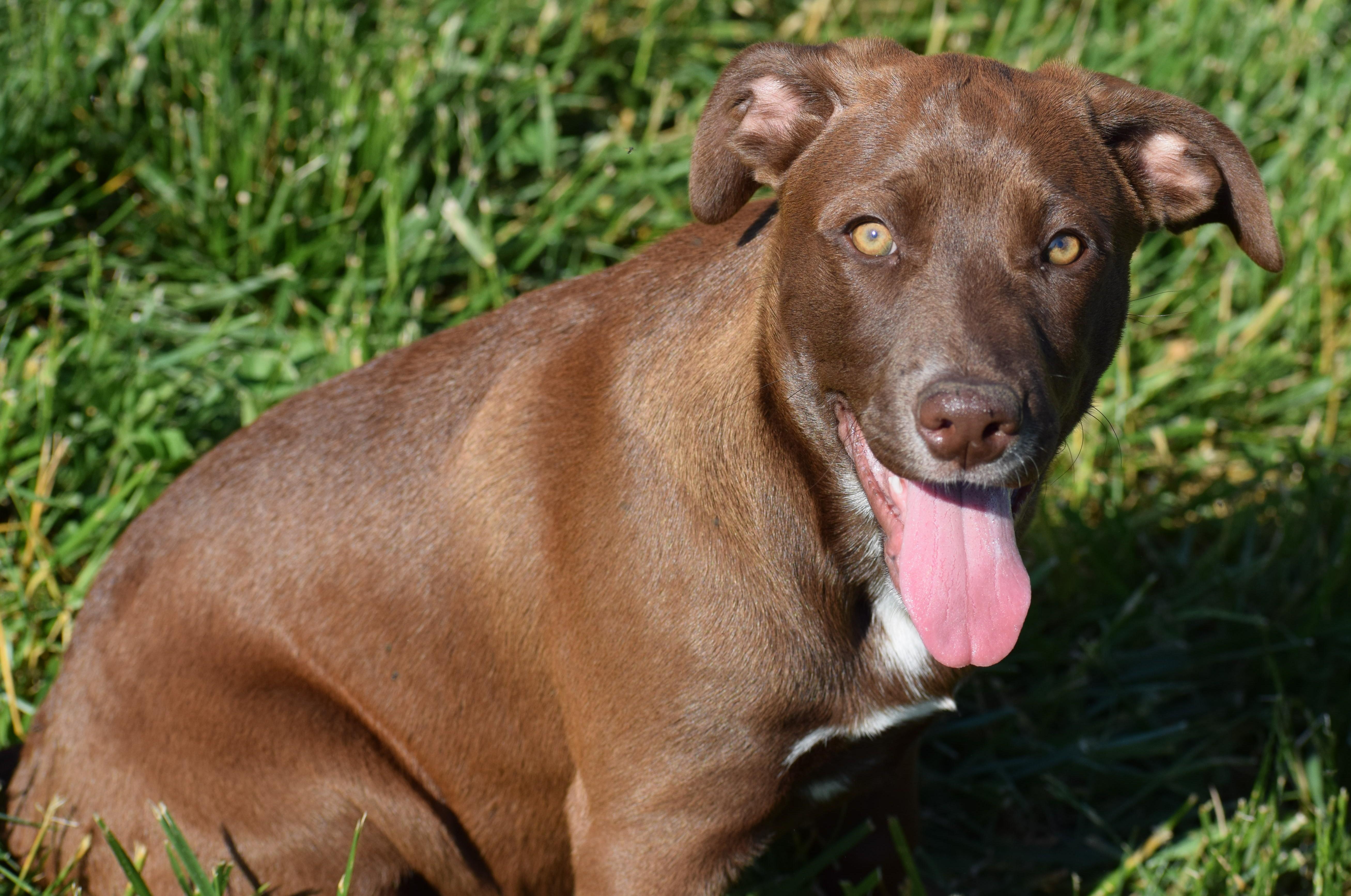 Enlarge Rae-Pending, an adoptable mixed breed in Frederick, MD image 6/6