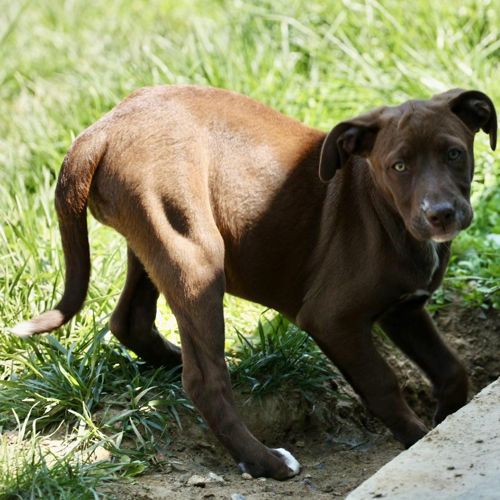 Enlarge Rae-Available! www.lhar.dog to apply! , an adoptable mixed breed in Frederick, MD image 2/4