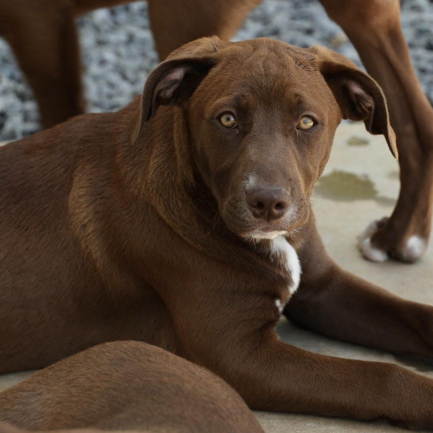 Enlarge Rae-Pending, an adoptable mixed breed in Frederick, MD image 2/6