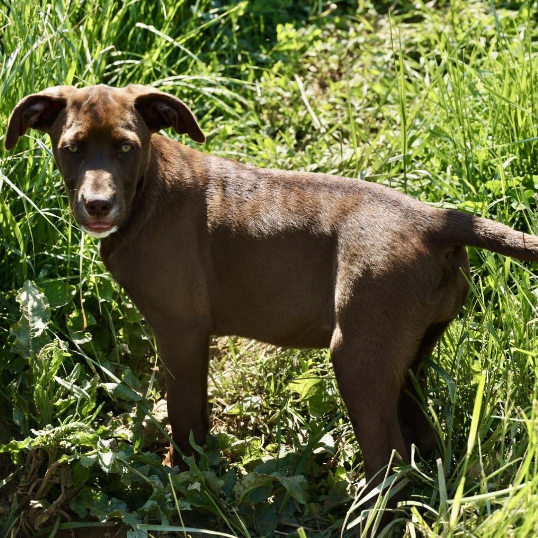 Enlarge Rae-Available! www.lhar.dog to apply! , an adoptable mixed breed in Frederick, MD image 3/4