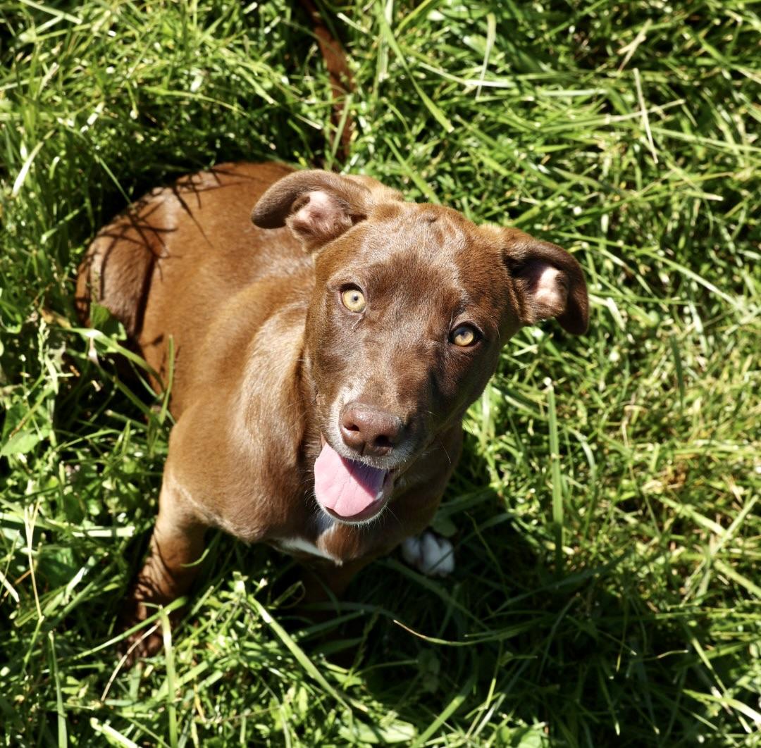 Enlarge Rae-Available! www.lhar.dog to apply! , an adoptable mixed breed in Frederick, MD image 1/4