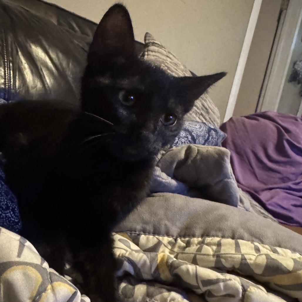 Knight, Adoptable, Kitten Male Domestic Short Hair.