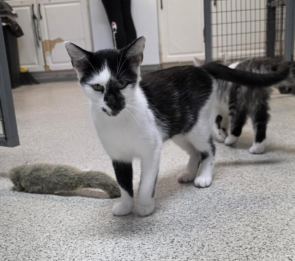 Enlarge Louise, an adopted Domestic Short Hair in Carthage, NC image 5/5