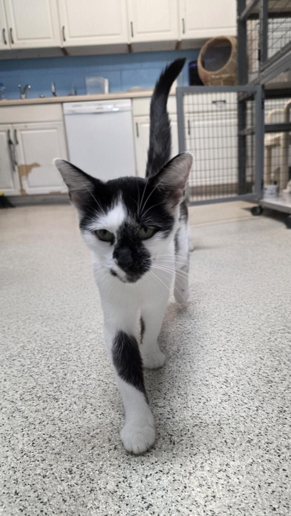 Louise, adopted, Young Female Domestic Short Hair.