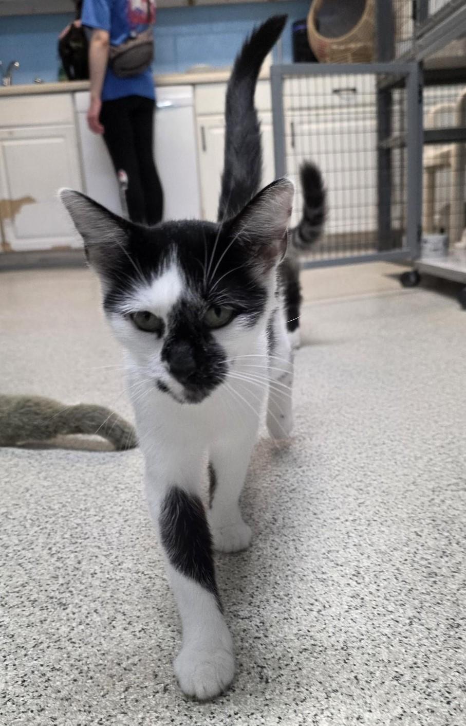 Enlarge Louise, an adopted Domestic Short Hair in Carthage, NC image 2/5