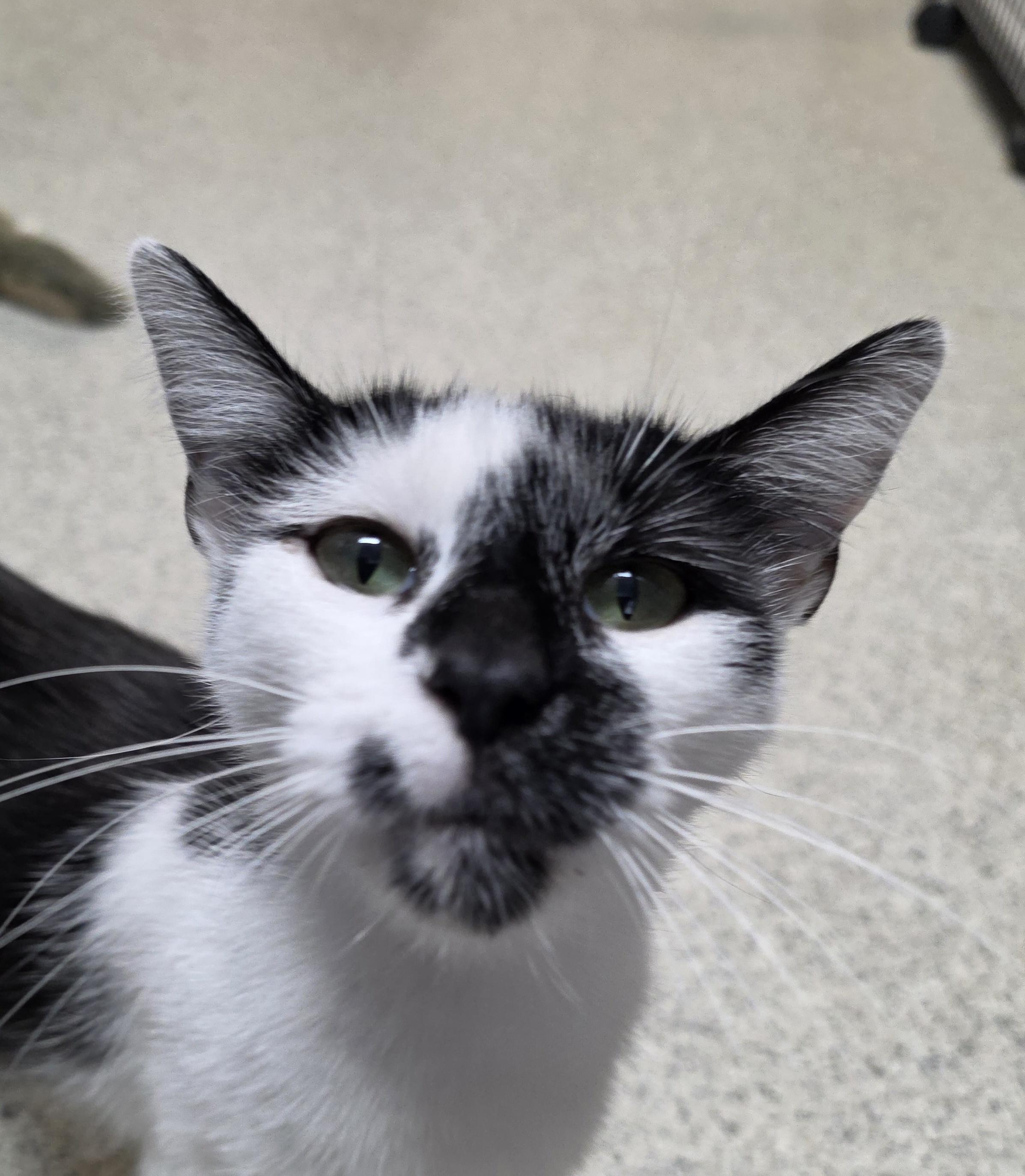 Enlarge Louise, an adopted Domestic Short Hair in Carthage, NC image 3/5