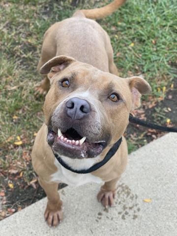 MALCOLM, Adoptable, Young Male Pit Bull Terrier.