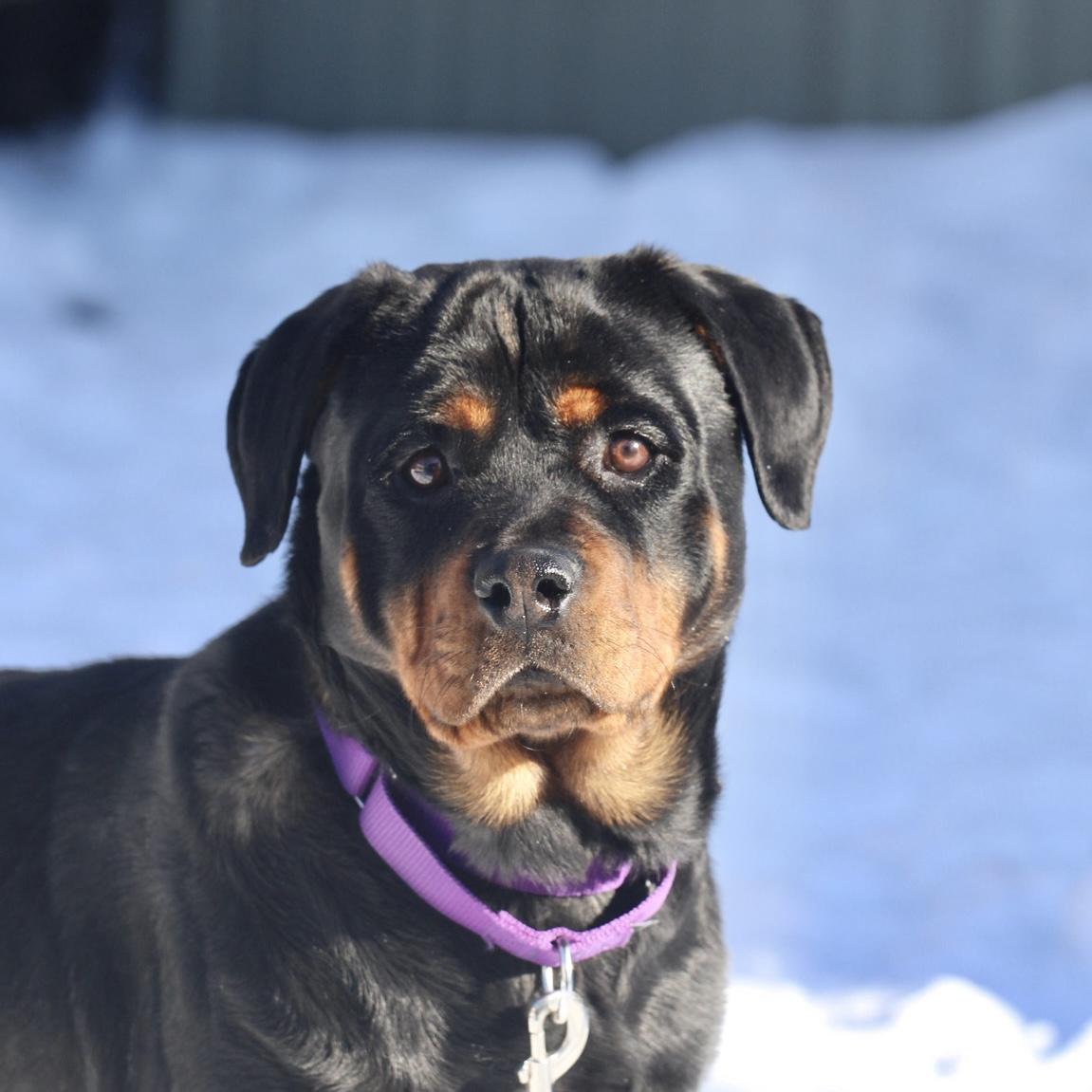 Cupcake, adopted, Young Female Rottweiler.