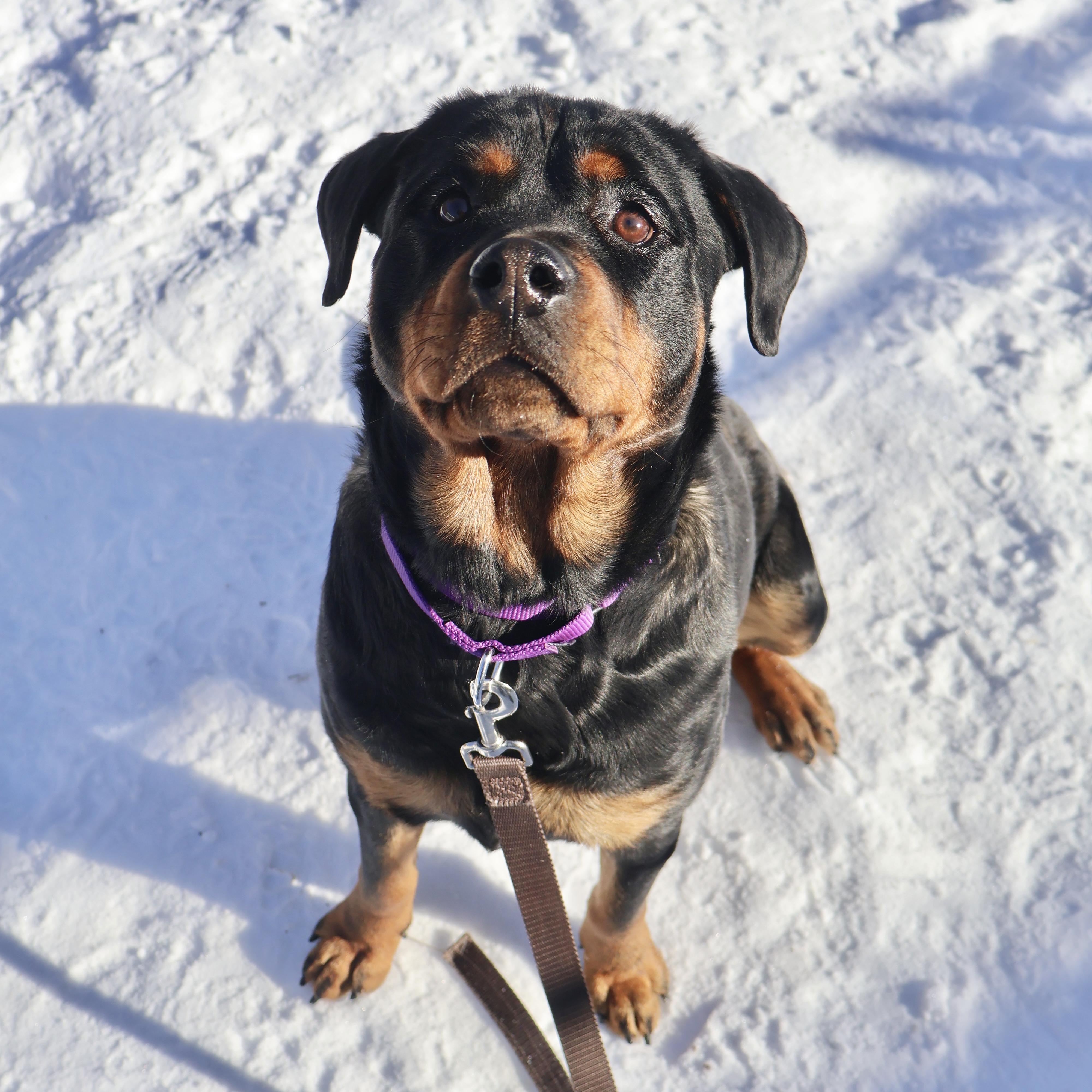Enlarge Cupcake, an adopted Rottweiler in Briarcliff Manor, NY image 2/3