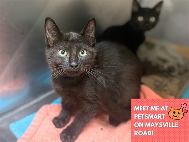 Enlarge CHIP, a Adoptable Domestic Short Hair in Fort Wayne, IN image 1/1