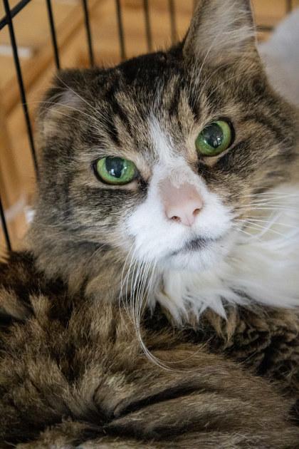 Kitty (Fin), Adoptable, Senior Male Domestic Short Hair & Domestic Short Hair.