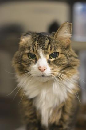 Enlarge Kitty (Fin), a Adoptable mixed breed in Fallston, MD image 2/3
