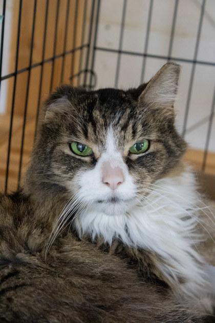 Enlarge Kitty (Fin), a Adoptable mixed breed in Fallston, MD image 3/3