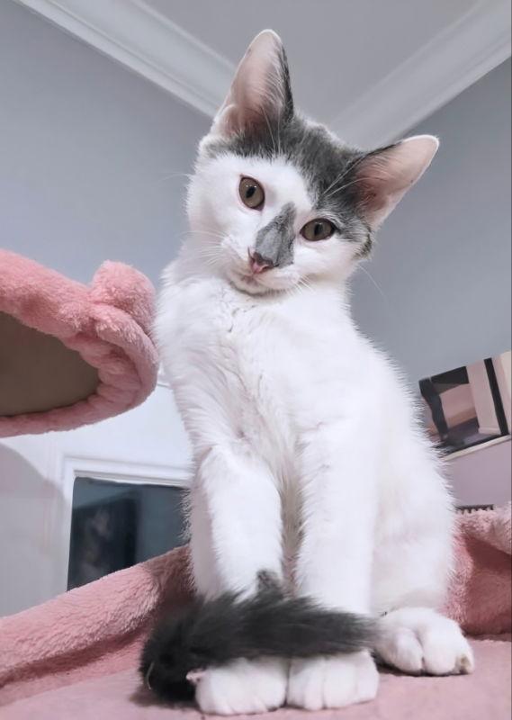 Raindrop, Adopted, Young Female Domestic Short Hair.