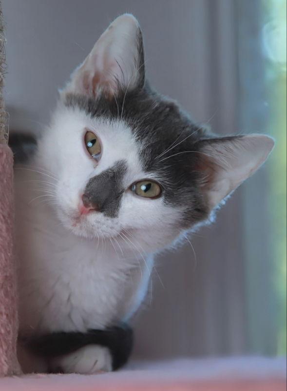 Raindrop, a Adopted Domestic Short Hair in Knoxville, TN image 2/3