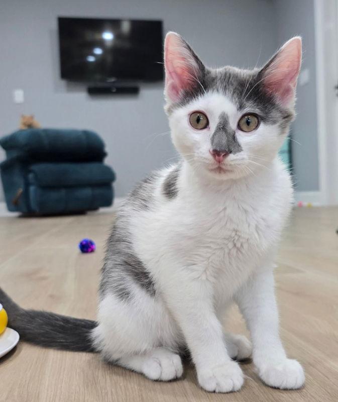 Raindrop, a Adopted Domestic Short Hair in Knoxville, TN image 3/3