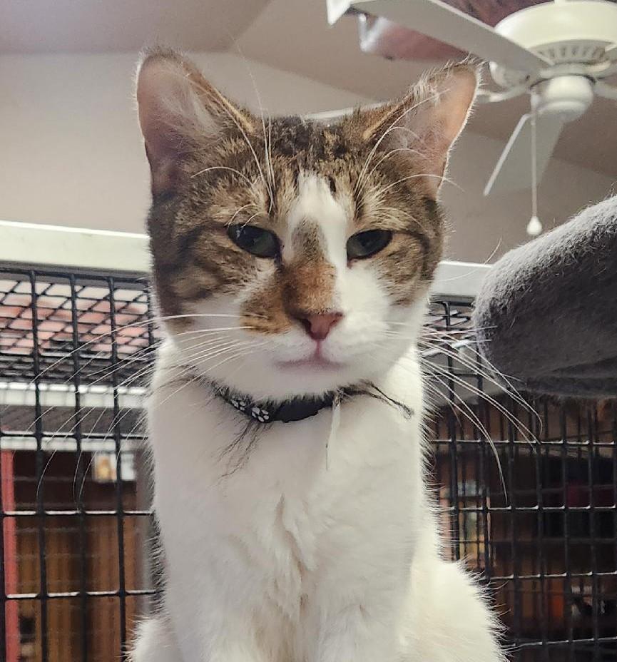 Koba, Adoptable, Adult Male Tabby & Tuxedo.