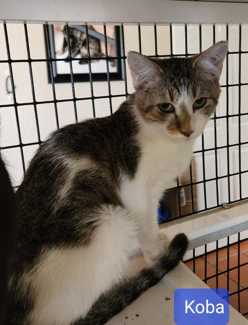 Enlarge Koba, a Adoptable mixed breed in Las Cruces, NM image 2/3