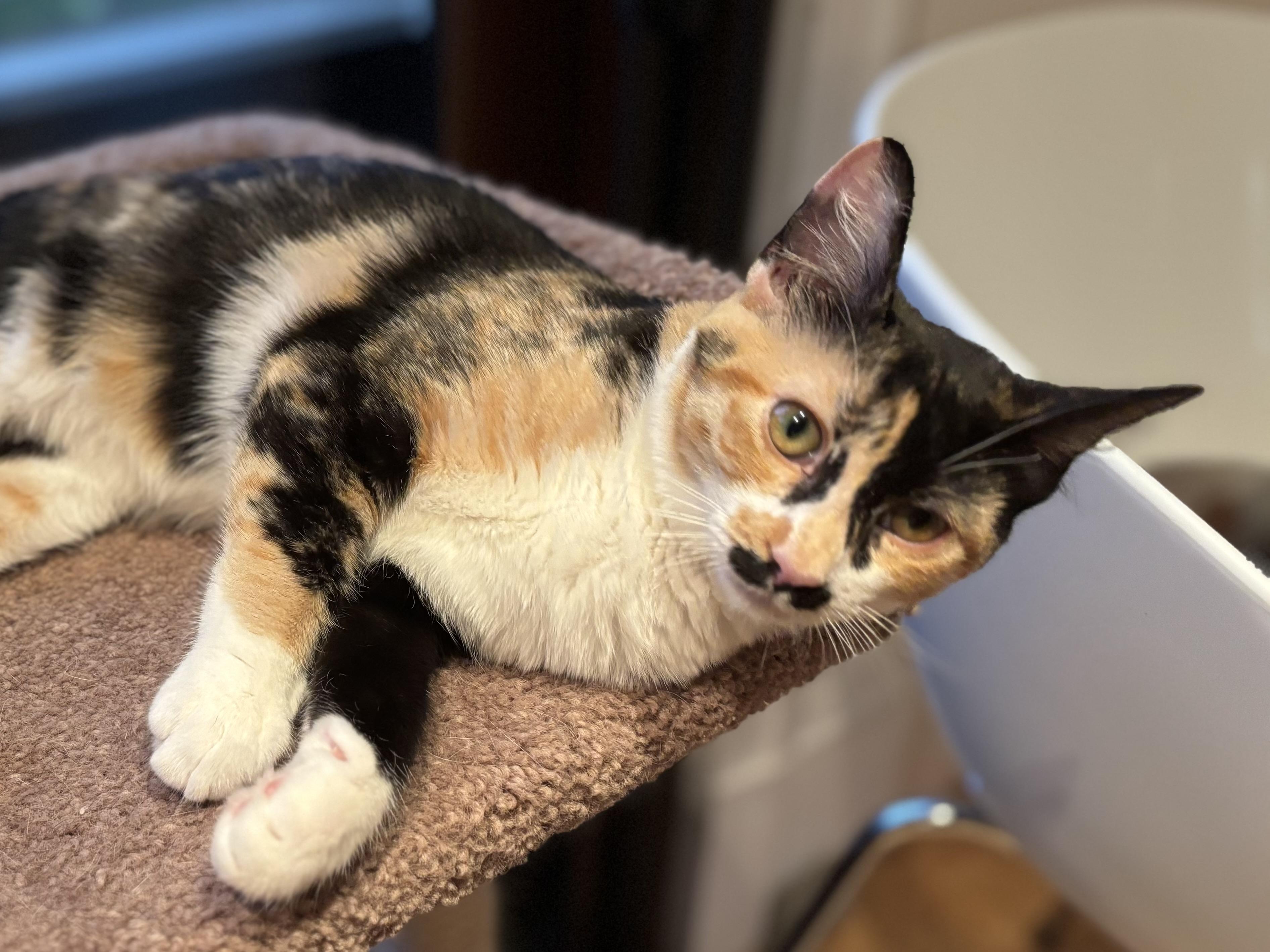 Zaria, Adopted, Kitten Female Calico.