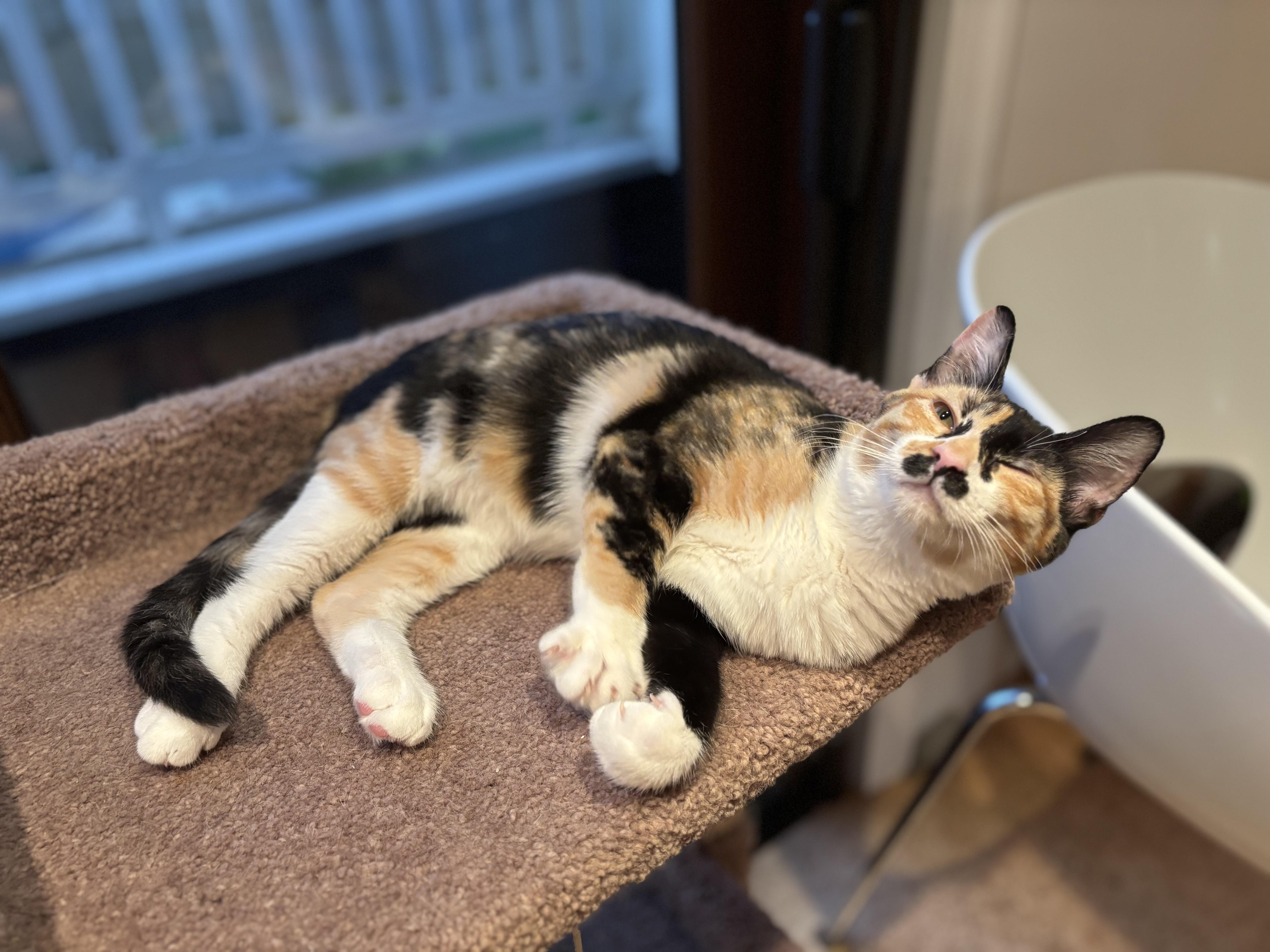 Enlarge Zaria, a Adopted Calico in Campbell, CA image 2/5