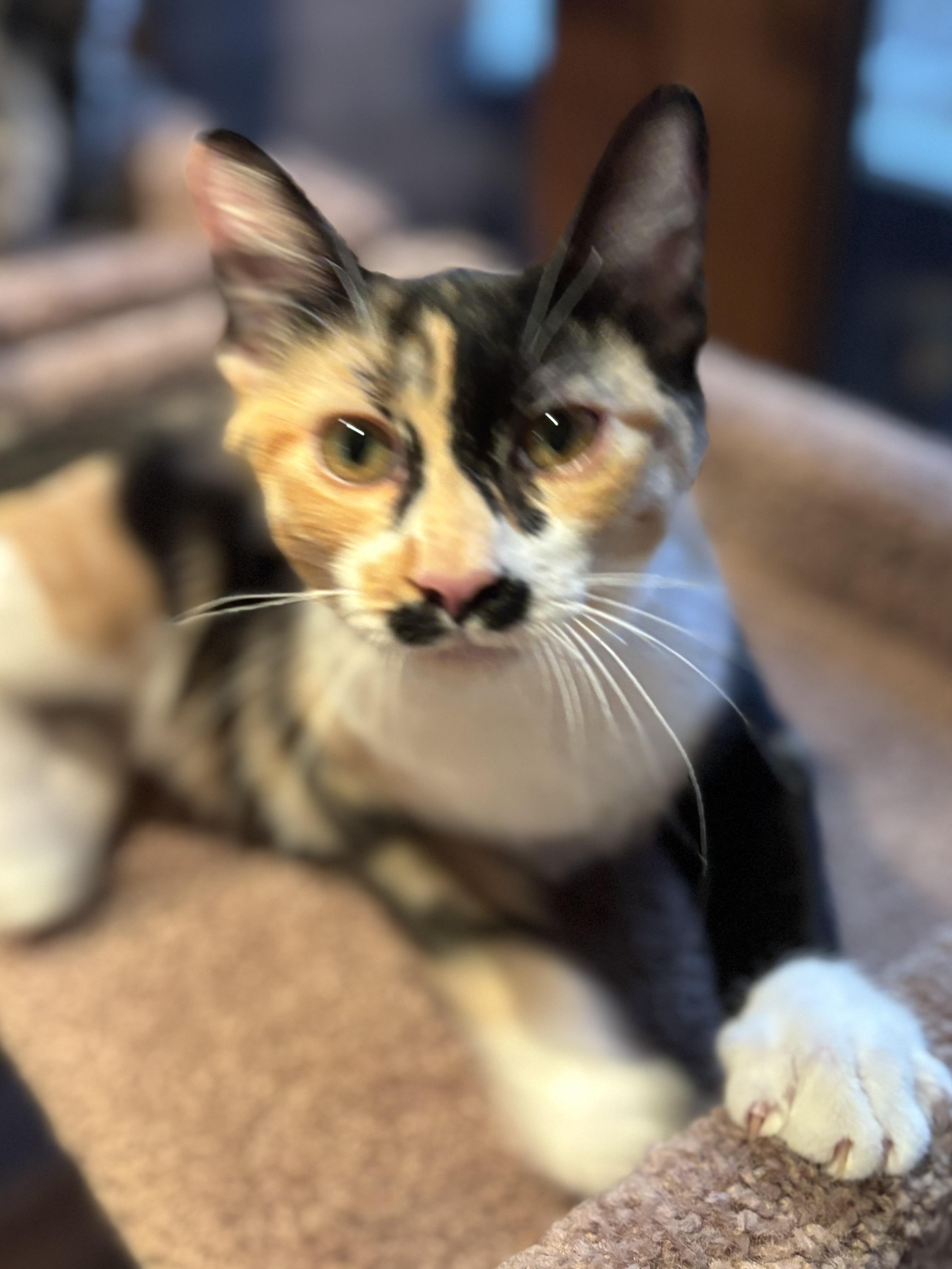 Zaria, Adopted, Kitten Female Calico.