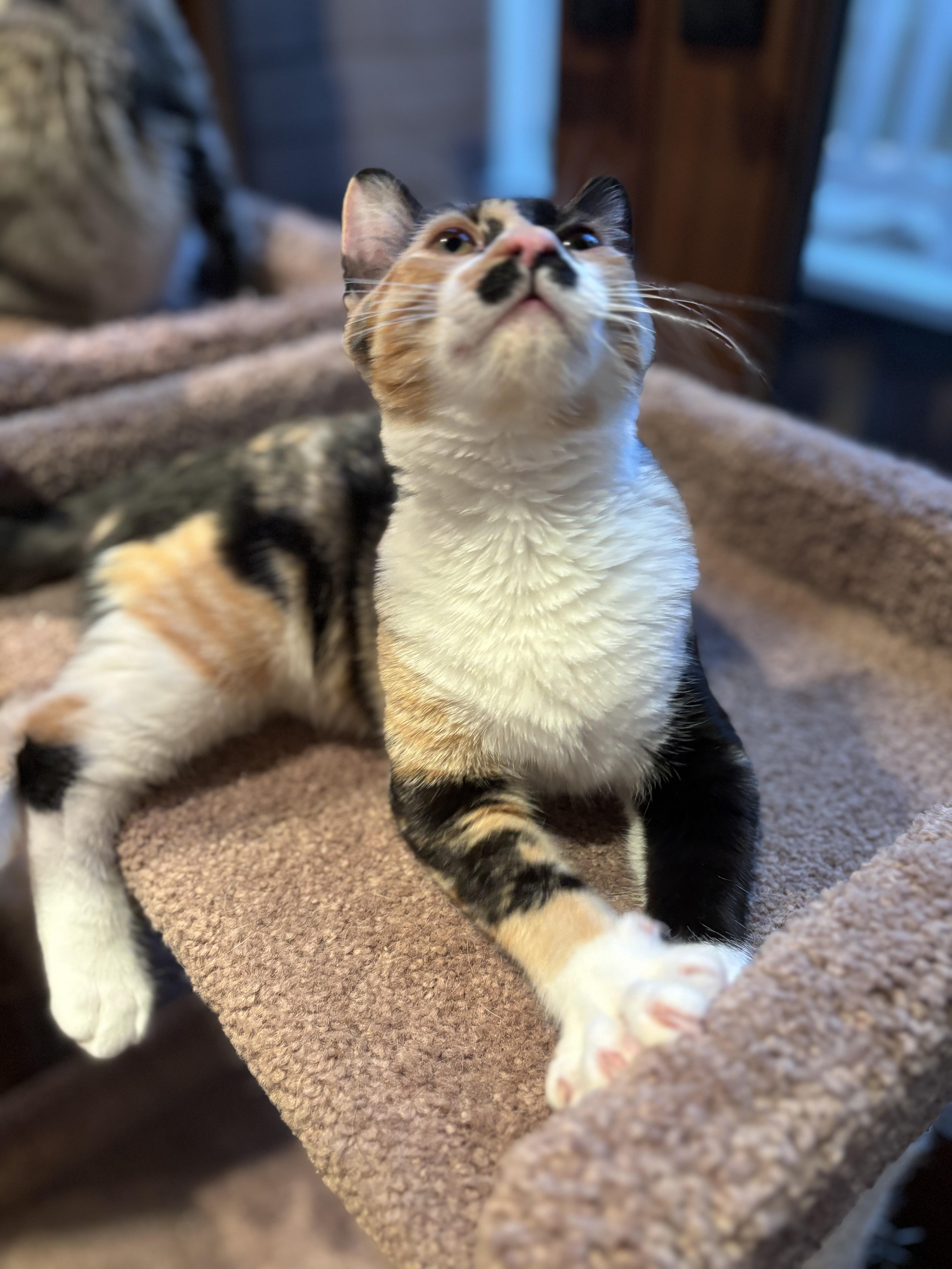 Enlarge Zaria, a Adopted Calico in Campbell, CA image 4/5