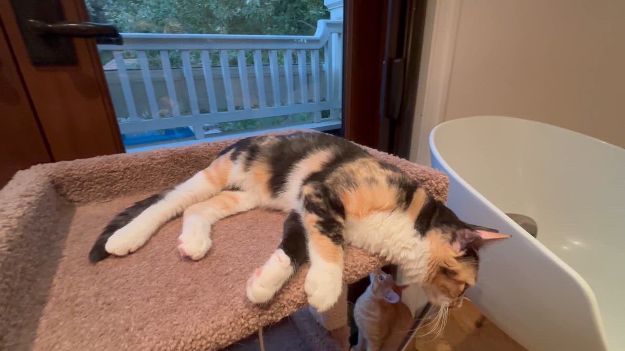 Enlarge Zaria, a Adopted Calico in Campbell, CA video 5/5