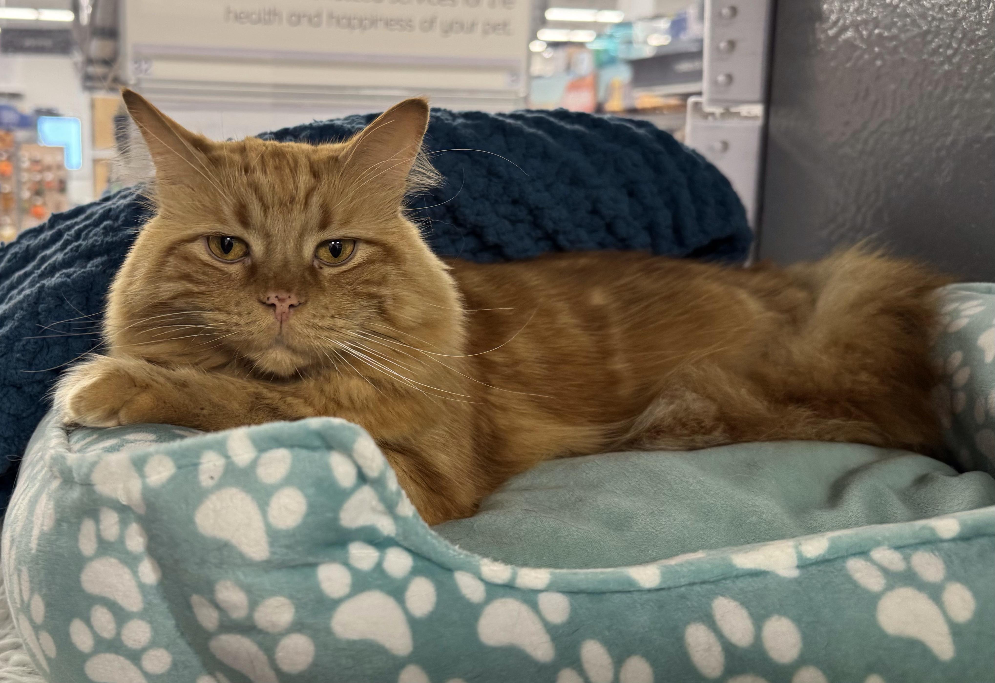 Simba, a ADOPTABLE Domestic Long Hair in Pickering, ON image 2/2