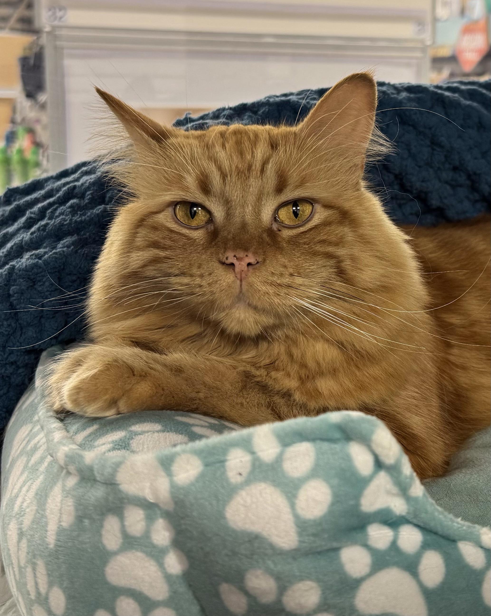 Simba, ADOPTABLE, Adult Male Domestic Long Hair.