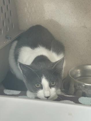 Nutmeg, Adoptable, Kitten Female Domestic Medium Hair & Domestic Short Hair.