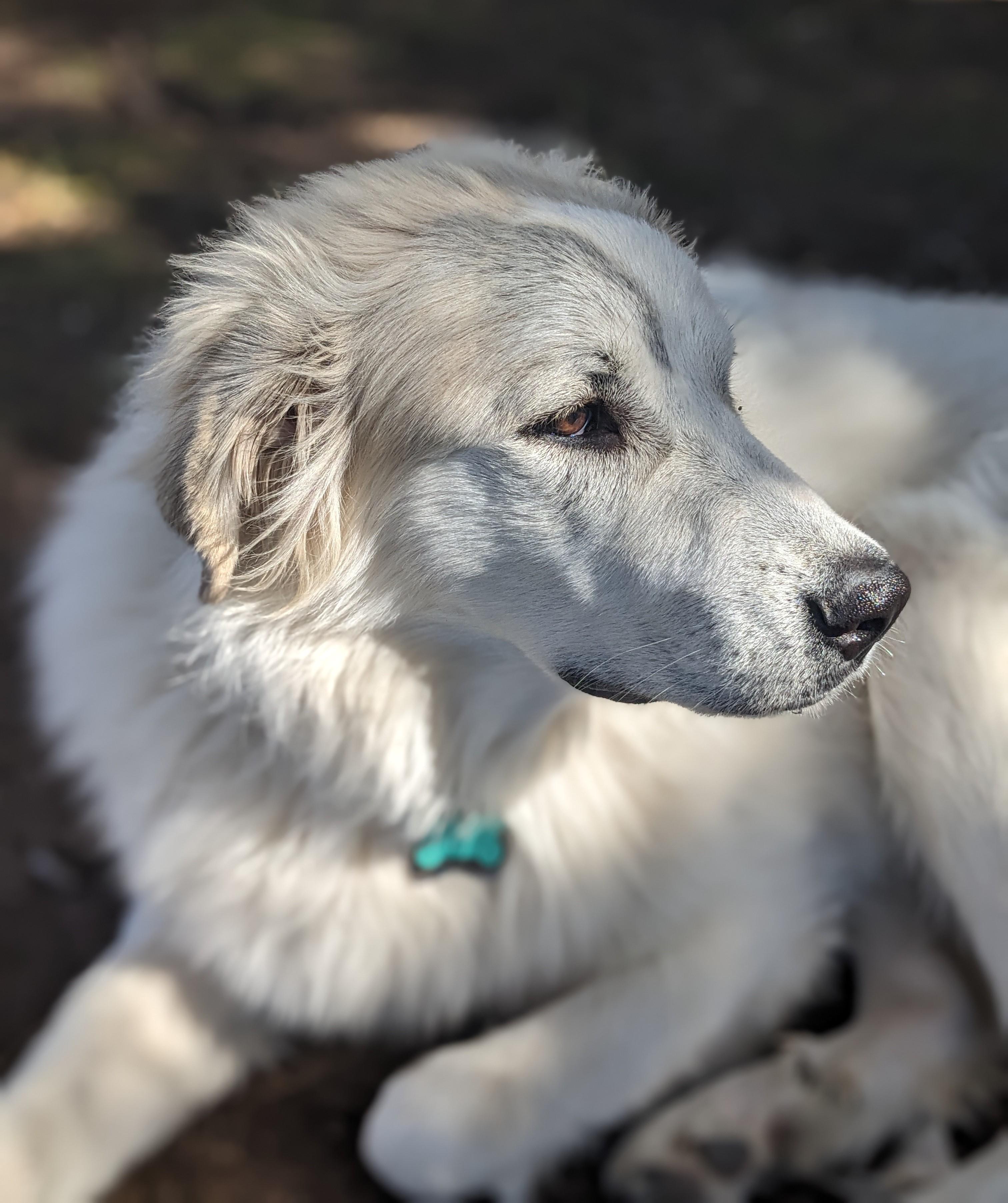 Enlarge Marla SAT, a Adoptable Great Pyrenees in San Antonio, TX image 1/6