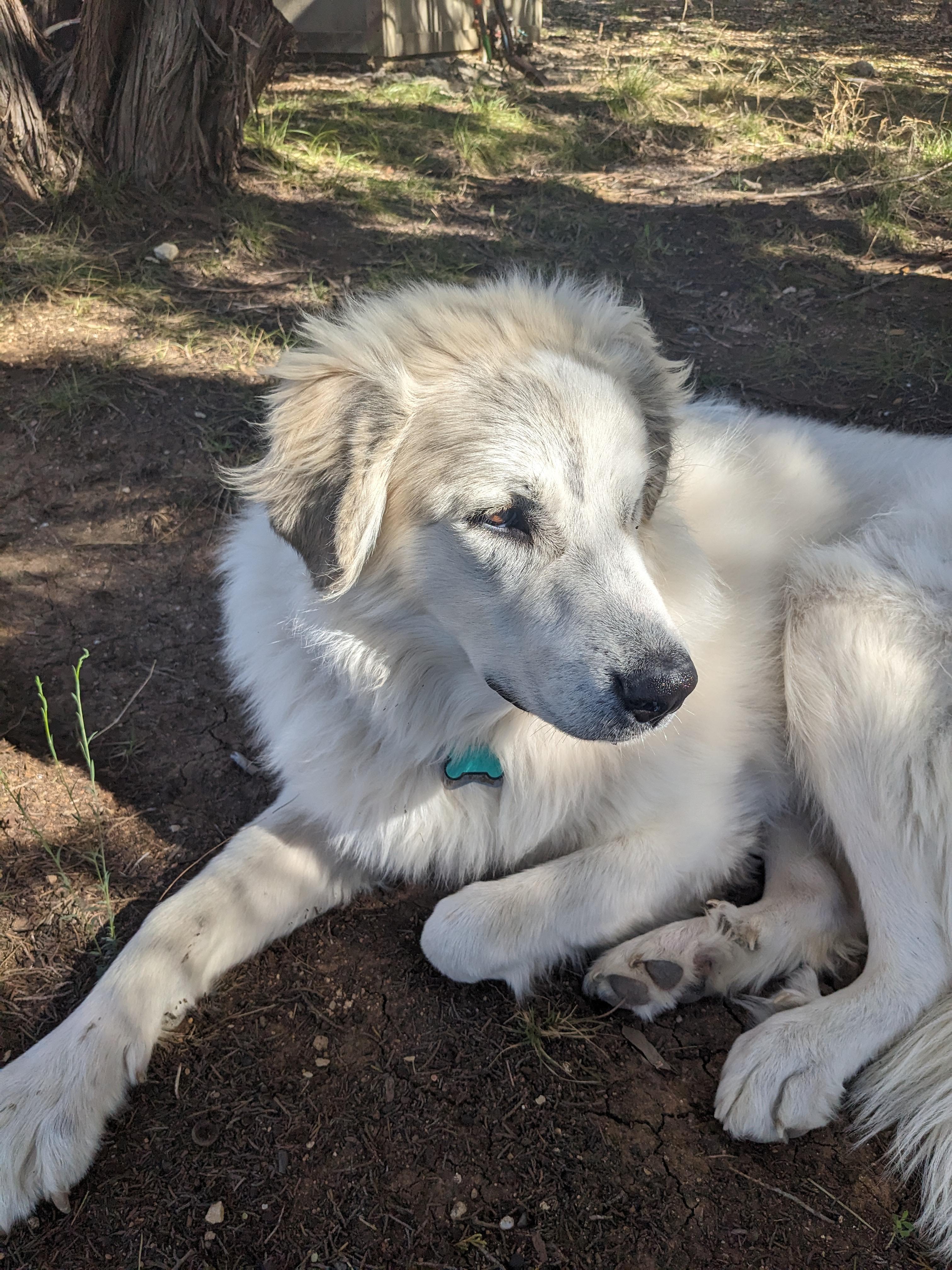 Enlarge Marla SAT, a Adoptable Great Pyrenees in San Antonio, TX image 2/6