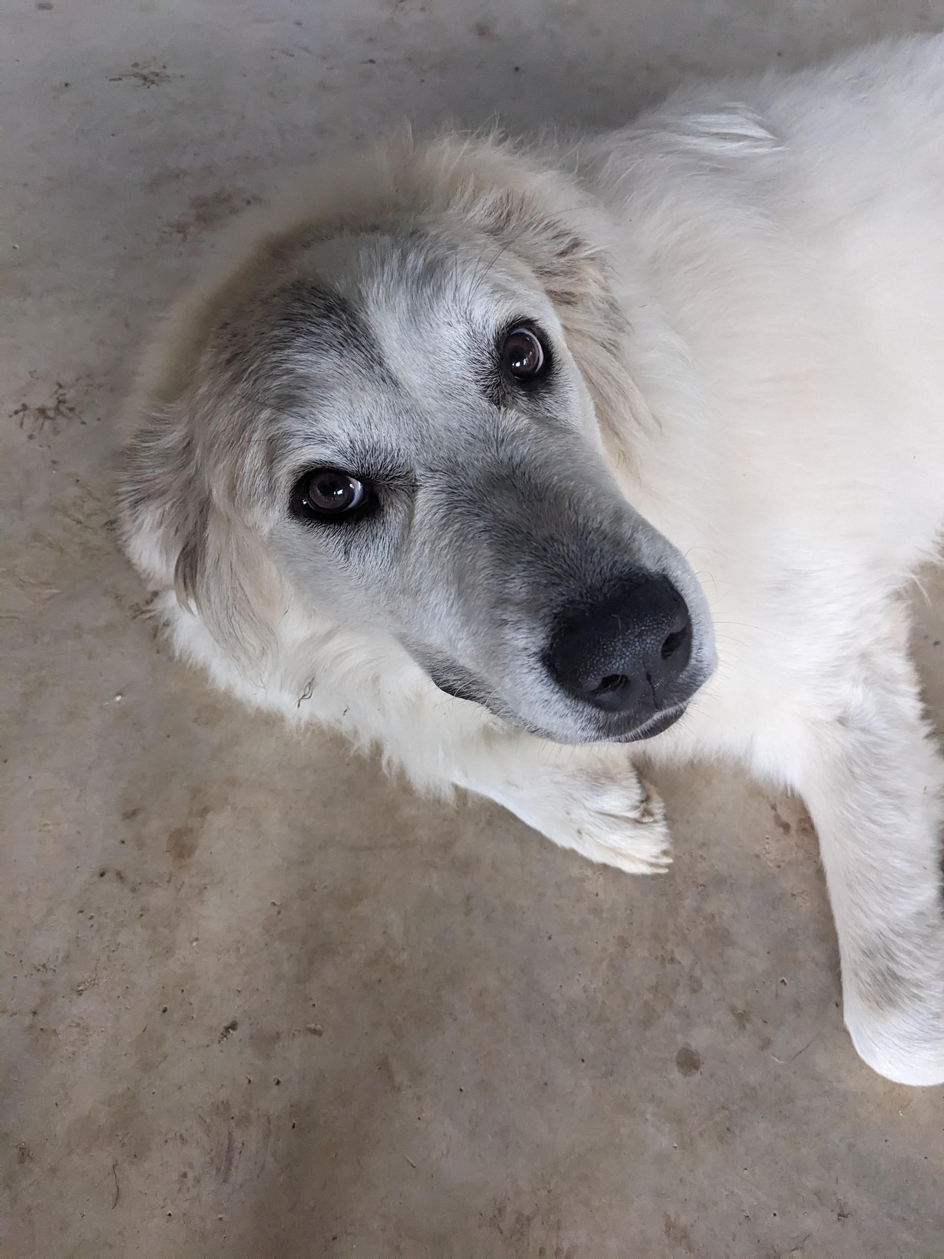 Enlarge Marla SAT, a Adoptable Great Pyrenees in San Antonio, TX image 3/6