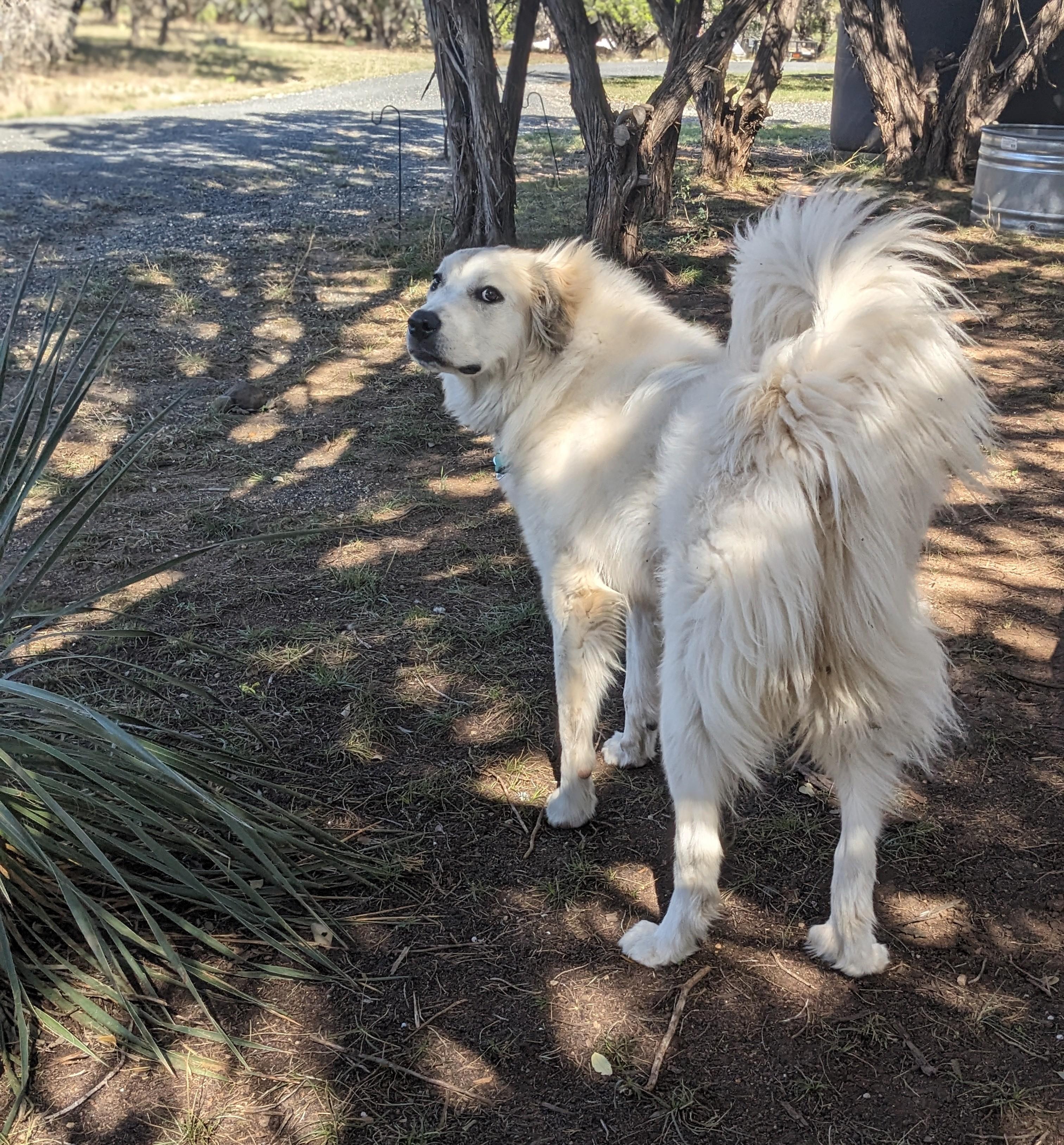 Enlarge Marla SAT, a Adoptable Great Pyrenees in San Antonio, TX image 4/6