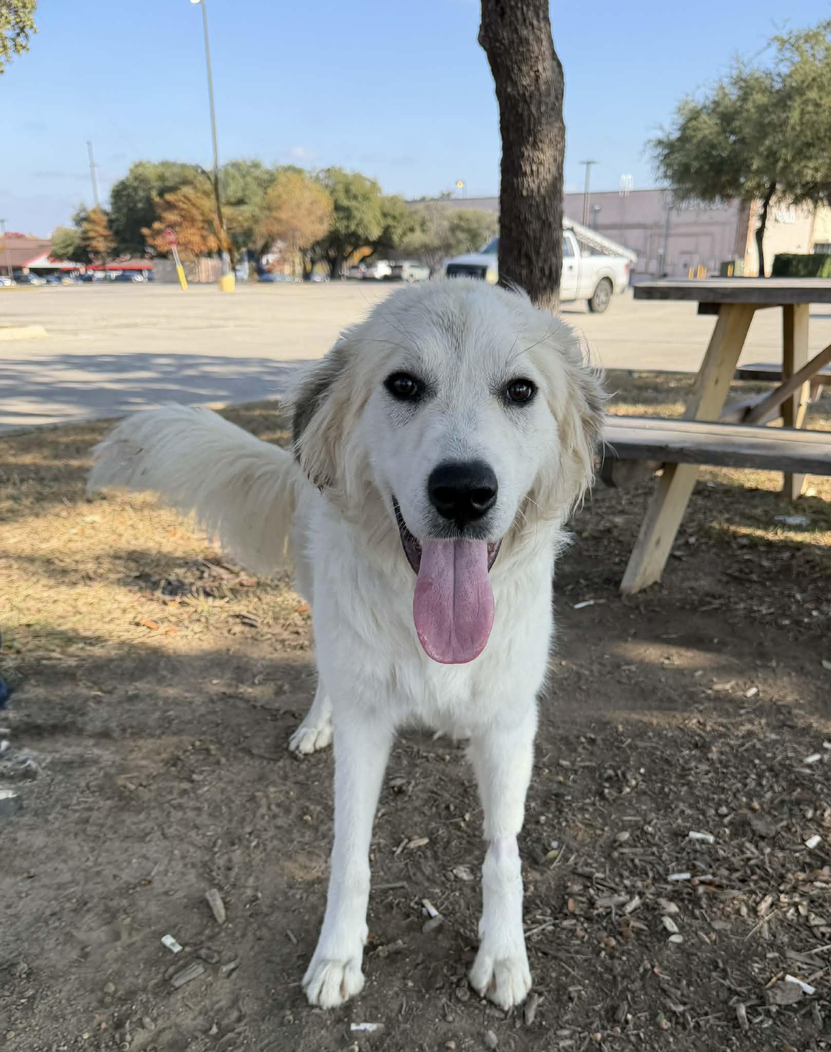 Enlarge Marla SAT, a Adoptable Great Pyrenees in San Antonio, TX image 5/6