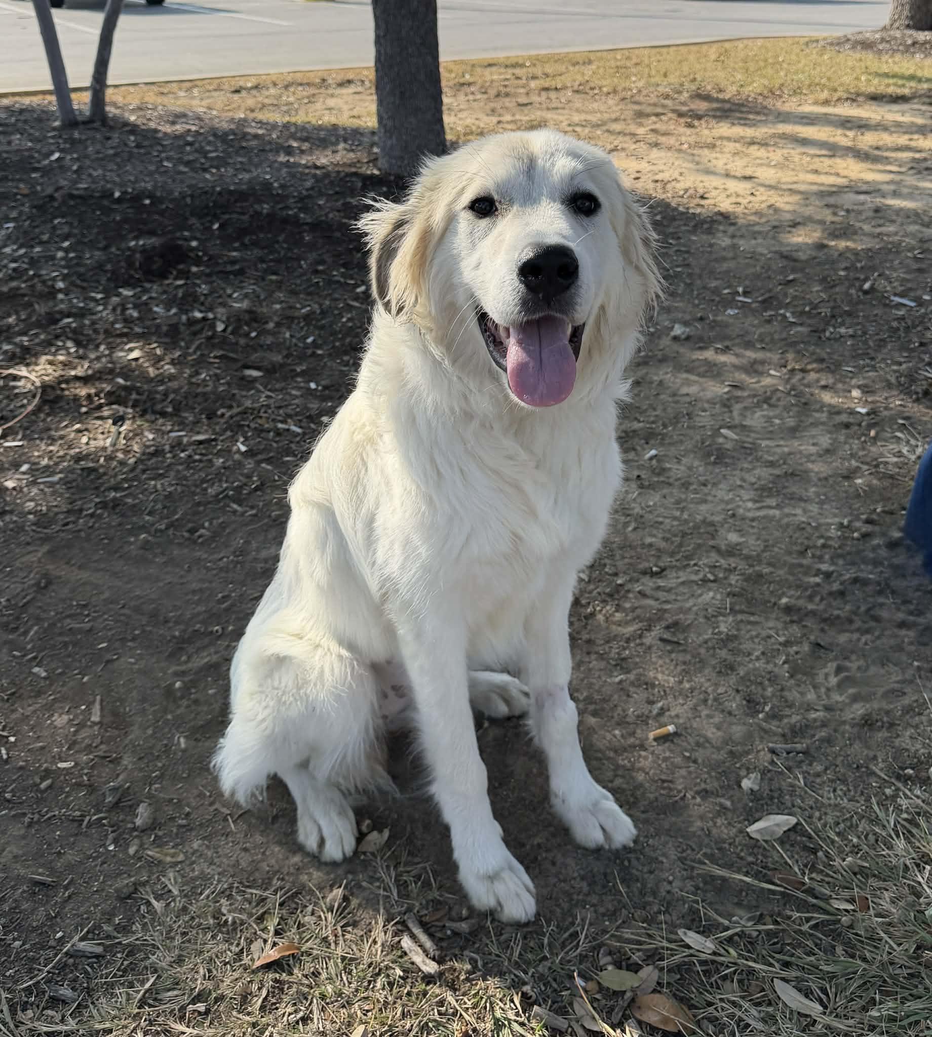 Enlarge Marla SAT, a Adoptable Great Pyrenees in San Antonio, TX image 6/6