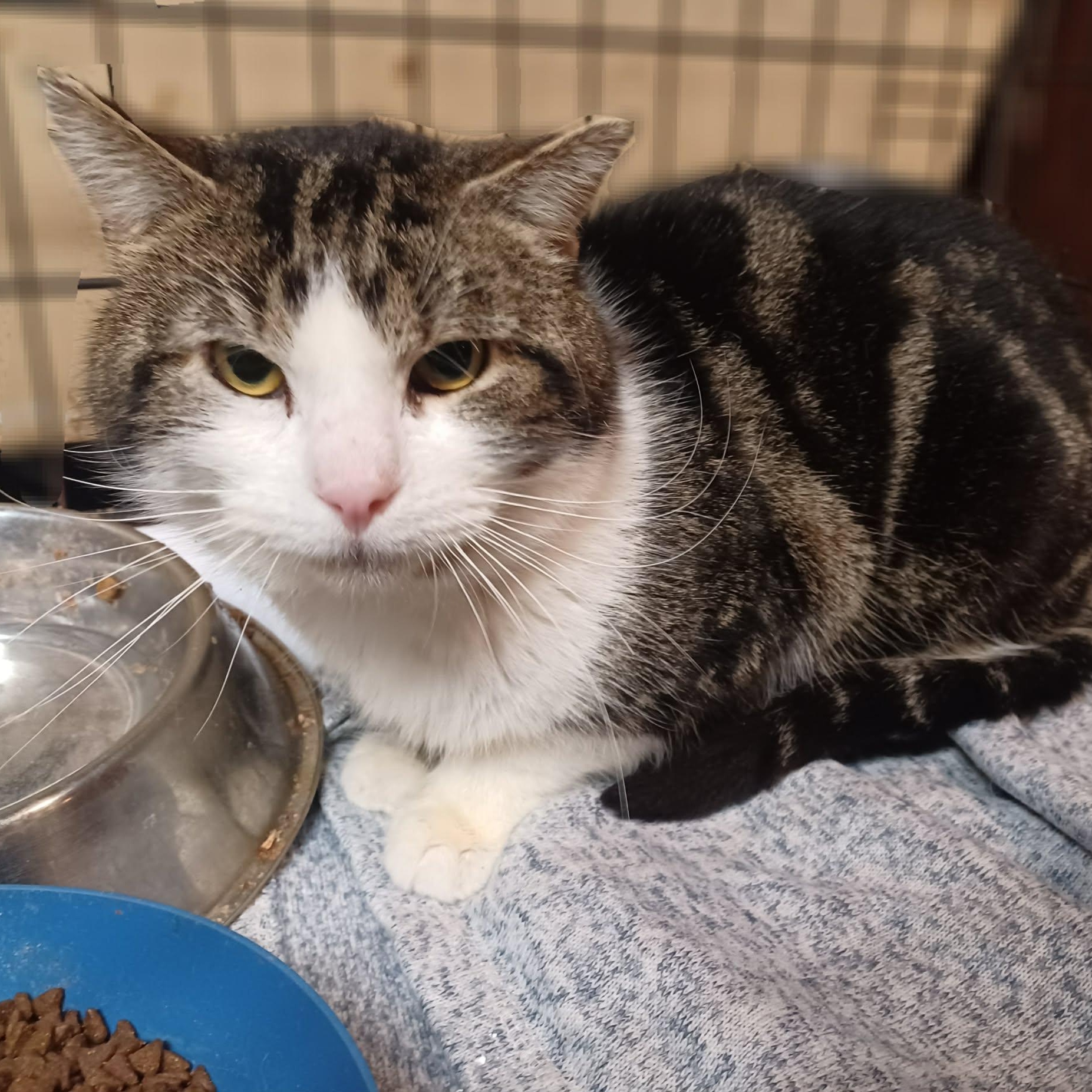 Enlarge Cavello , a ADOPTABLE Domestic Medium Hair in Westland, MI image 1/4